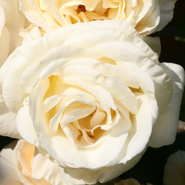 SCHNEEWALZER®  SCHNEEWALZER®